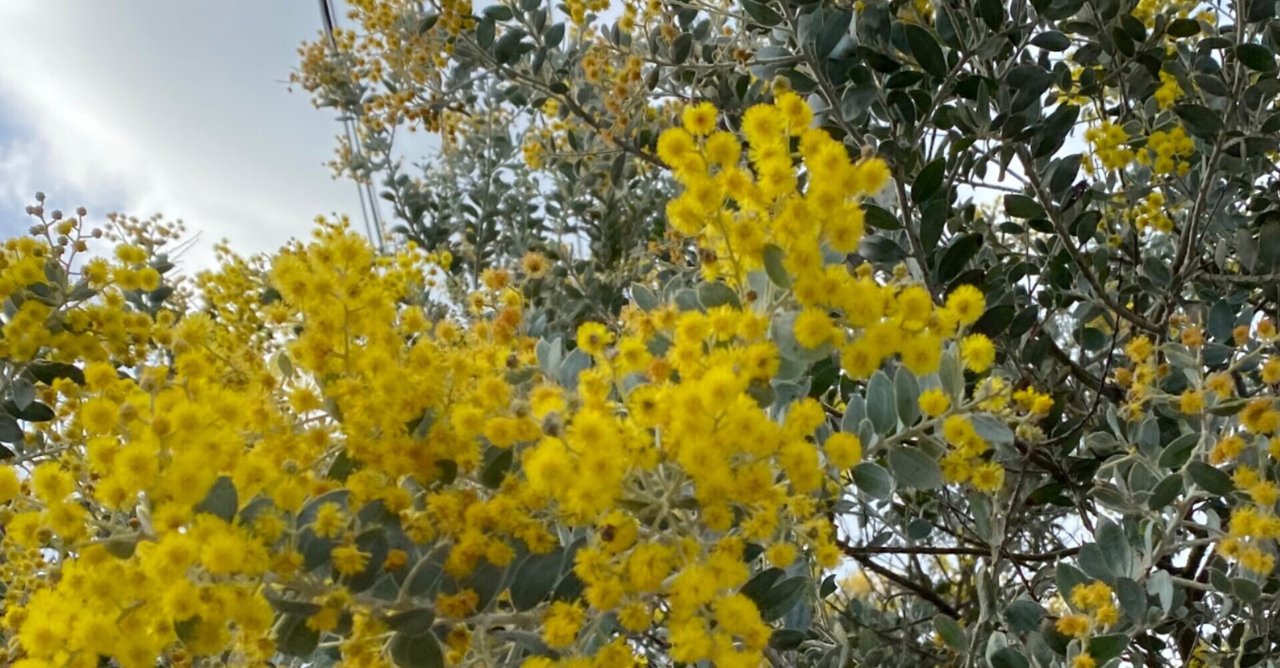 アンリ・マティスの言葉とロックダウン｜Wild Berries and Flowers