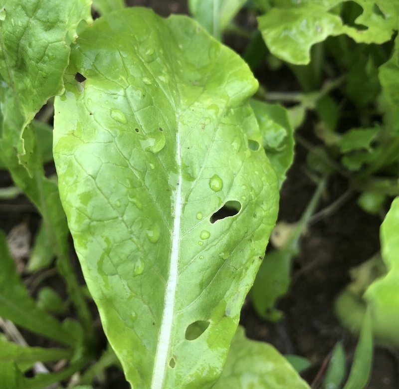 野菜も生きているもんね 離島で和食を学ぶ 島食の寺子屋 Note