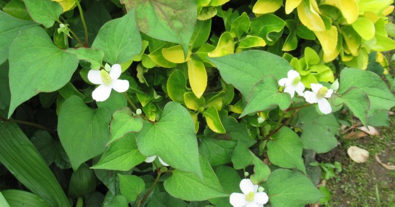 日本のハーブの底力 どくだみ編 どくだみ茶とローションを作る くろもじ Note