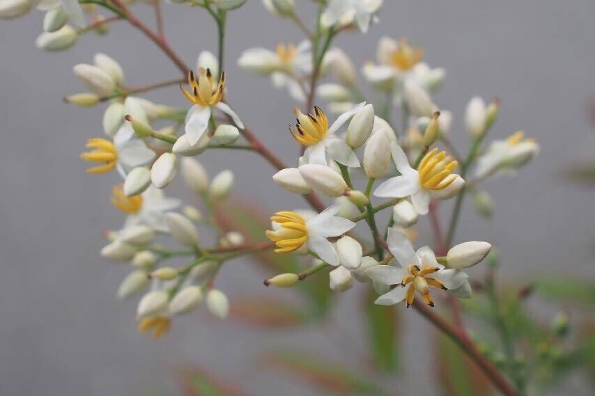 待望のナンテンの花が咲いた 冬に真っ赤な実になるこの花は 梅雨時真っ白な花が咲く 全く違う色に少し驚きもする 風月 Hugetu Note