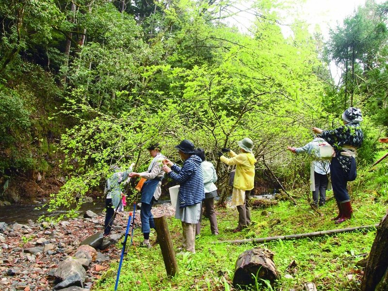 20140430_山椒摘