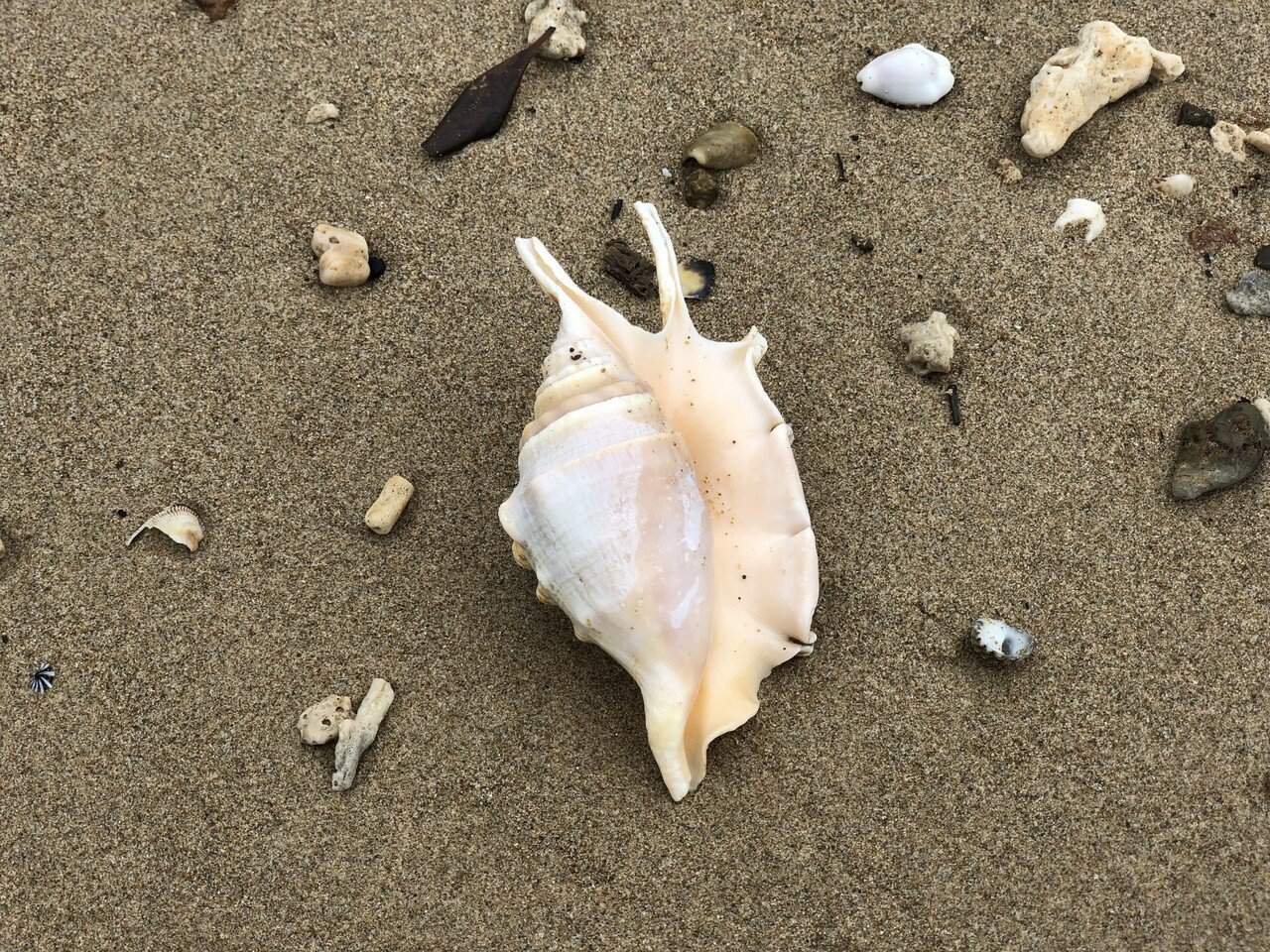 貝殻と石を綺麗にしたい Njrecalls Note 貝殻と石を綺麗にしたい Njrecalls Note