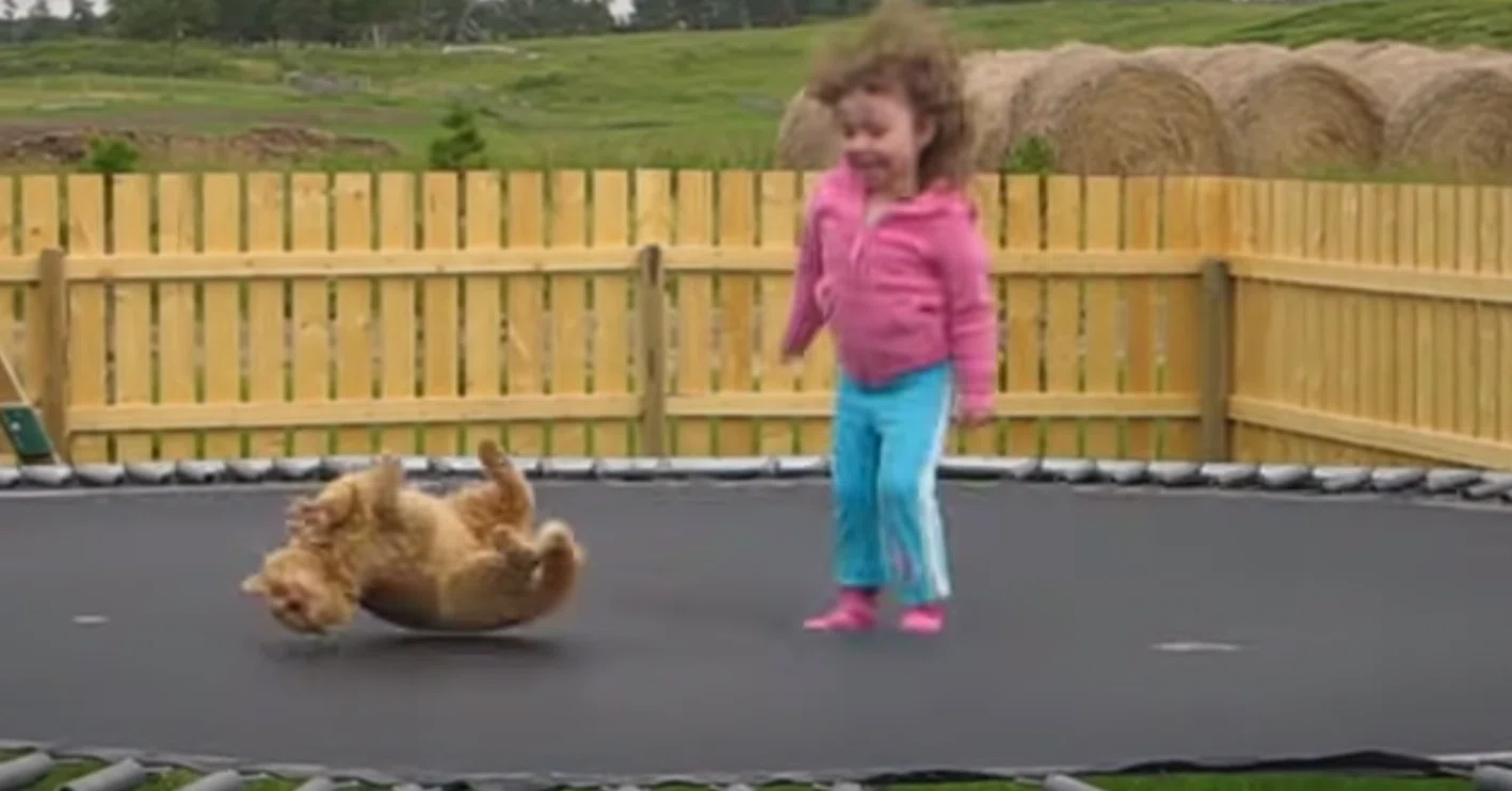 新品☆ アーティストTRAMPOLINE トランポリン Friendly dog 【公式通販】