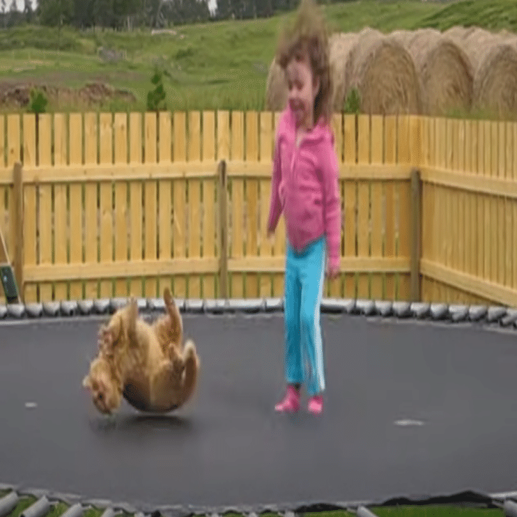 トランポリンで遊ぶ少女と翻弄される猫｜muddypadfoot, image size:1418x742