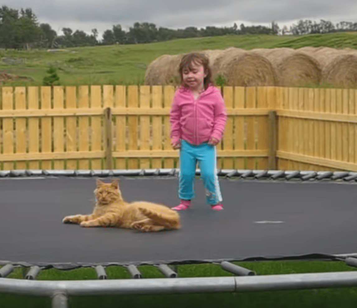 トランポリンで遊ぶ少女と翻弄される猫｜muddypadfoot, image size:1147x988