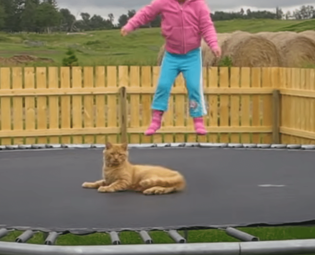 トランポリンで遊ぶ少女と翻弄される猫｜muddypadfoot