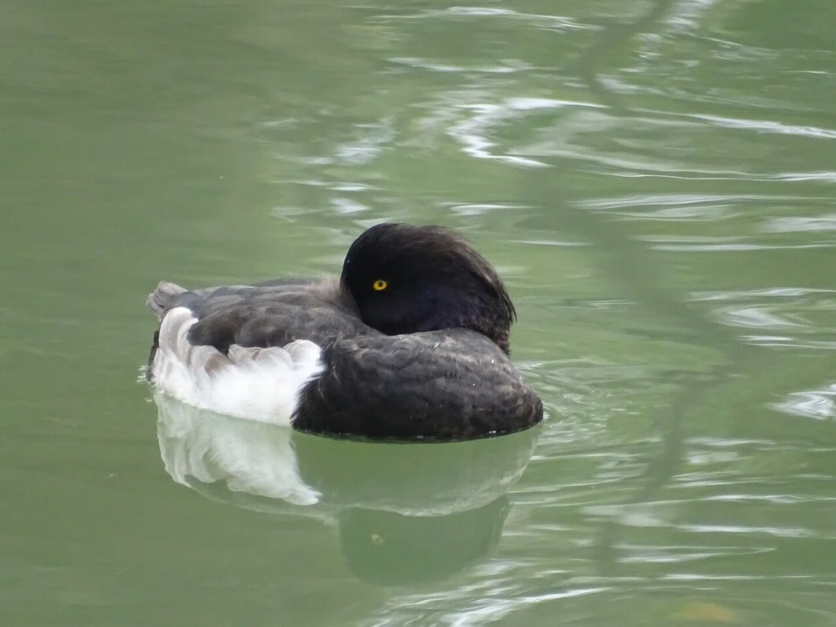 画像5