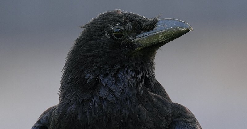 カラスは大きくてカッコいいね の新着タグ記事一覧 Note つくる つながる とどける