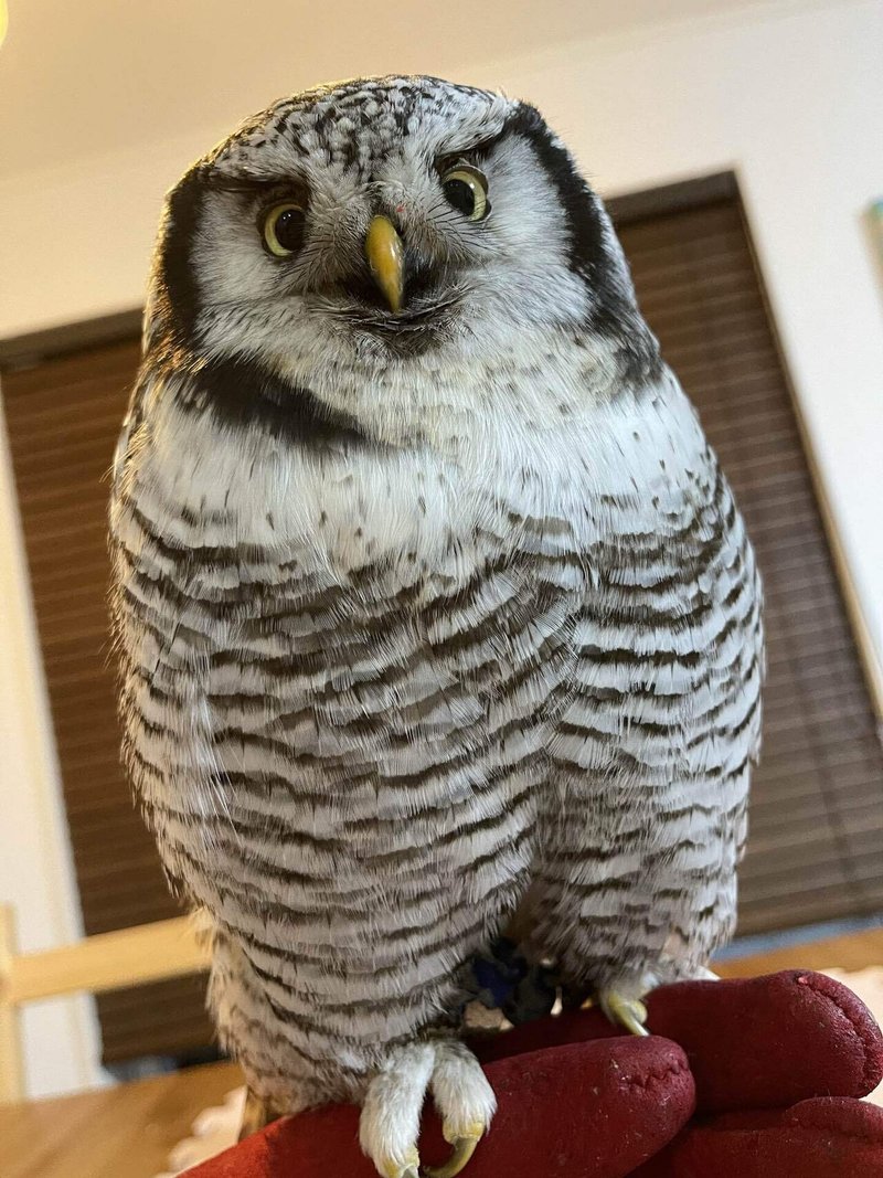 フクロウとの生活 21年6月 Maddy Note