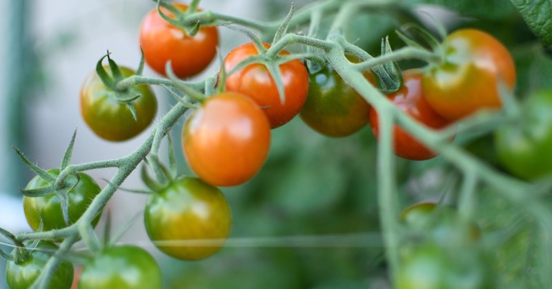 ミニトマト栽培気象条件の分析