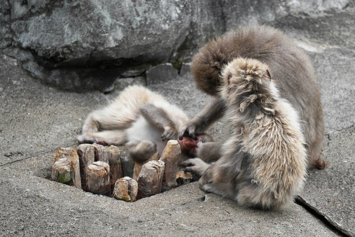 画像1