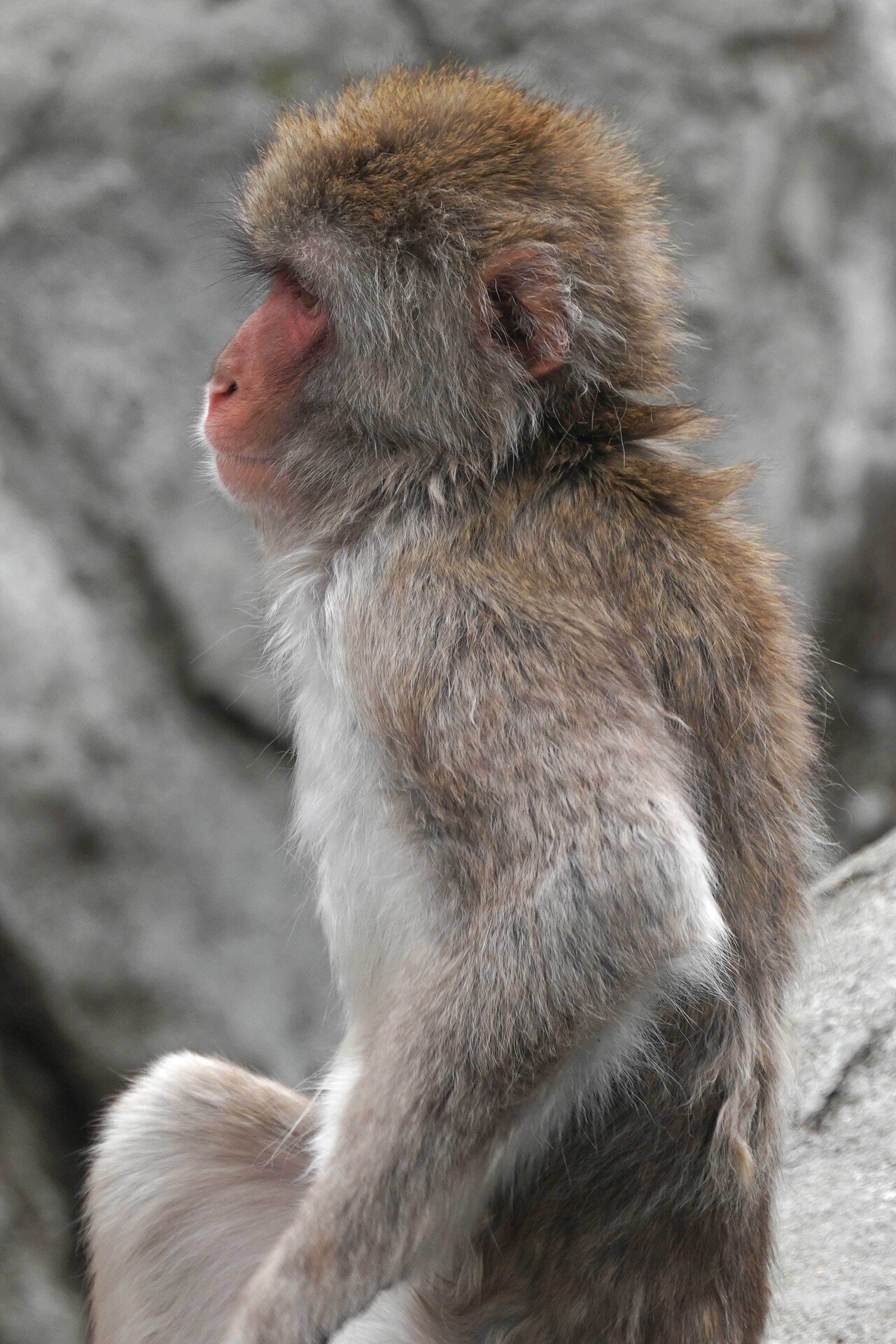 猿山で癒やされる｜むら