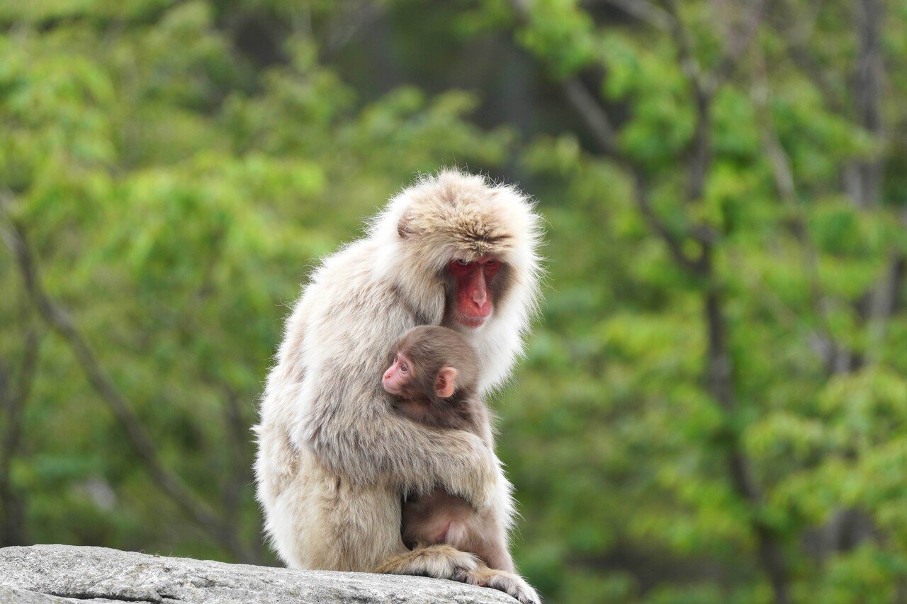 猿山で癒やされる｜むら