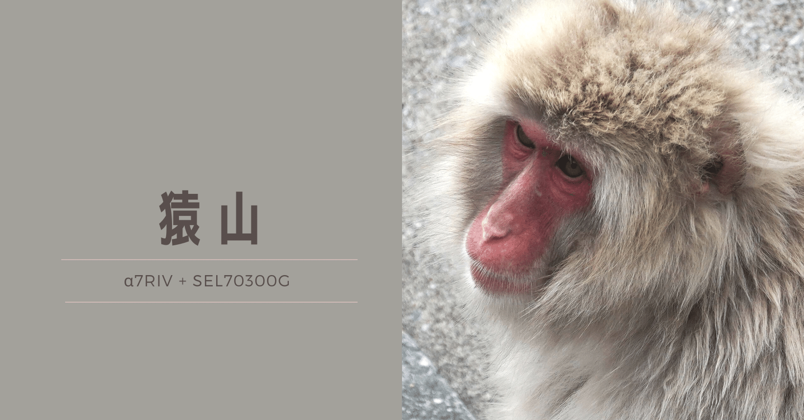 猿山で癒やされる｜むら