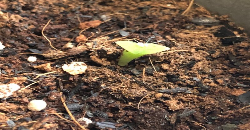 サボテンを種から育ててみる 種から育てる植物ライフ ユウキ Note サボテンを種から育ててみる 種から育てる植物ライフ ユウキ Note