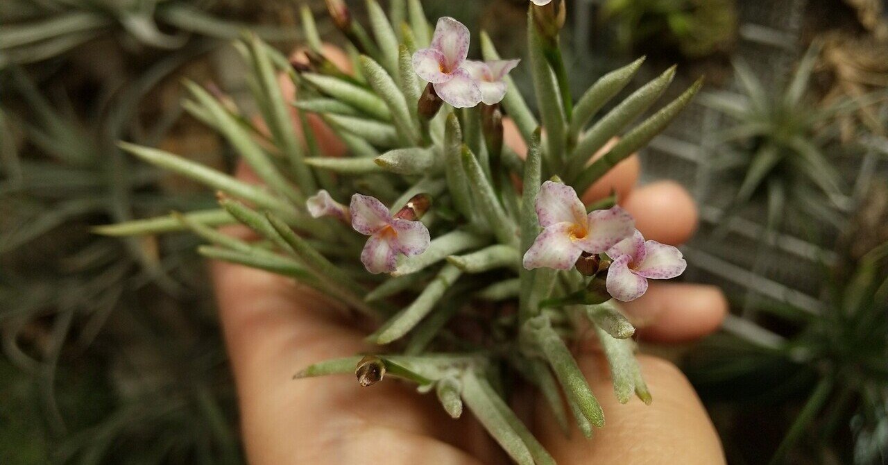 チランジア入荷リスト6/11｜NatureGarden🌿神田