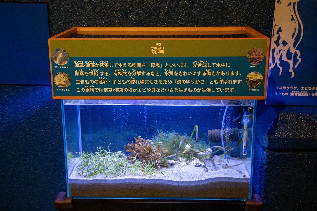 タヌキストーカー、水族館へ行く｜シュバルツ写真館