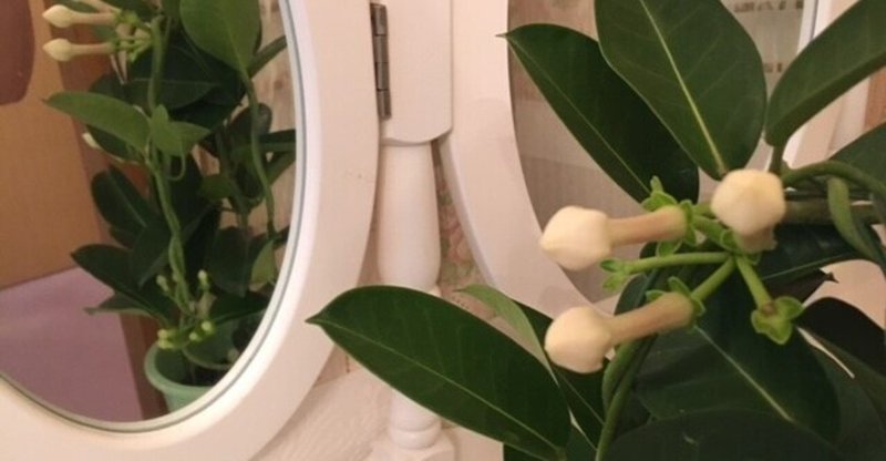 お花屋さんまで歩く の新着タグ記事一覧 Note つくる つながる とどける