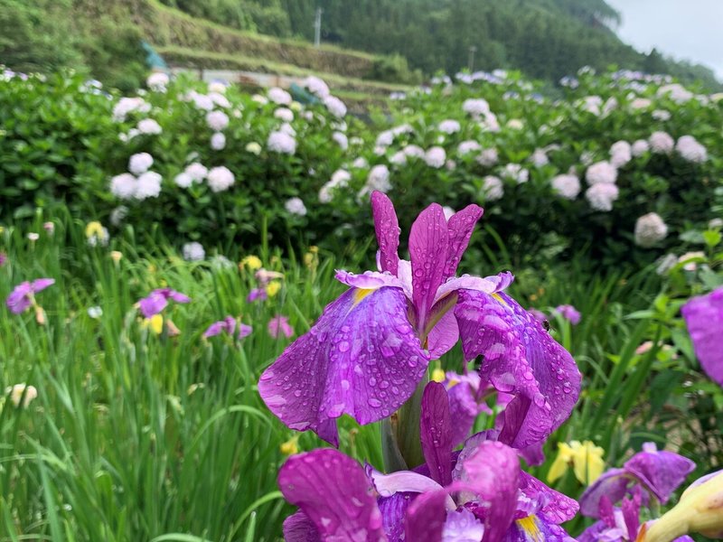 花菖蒲園