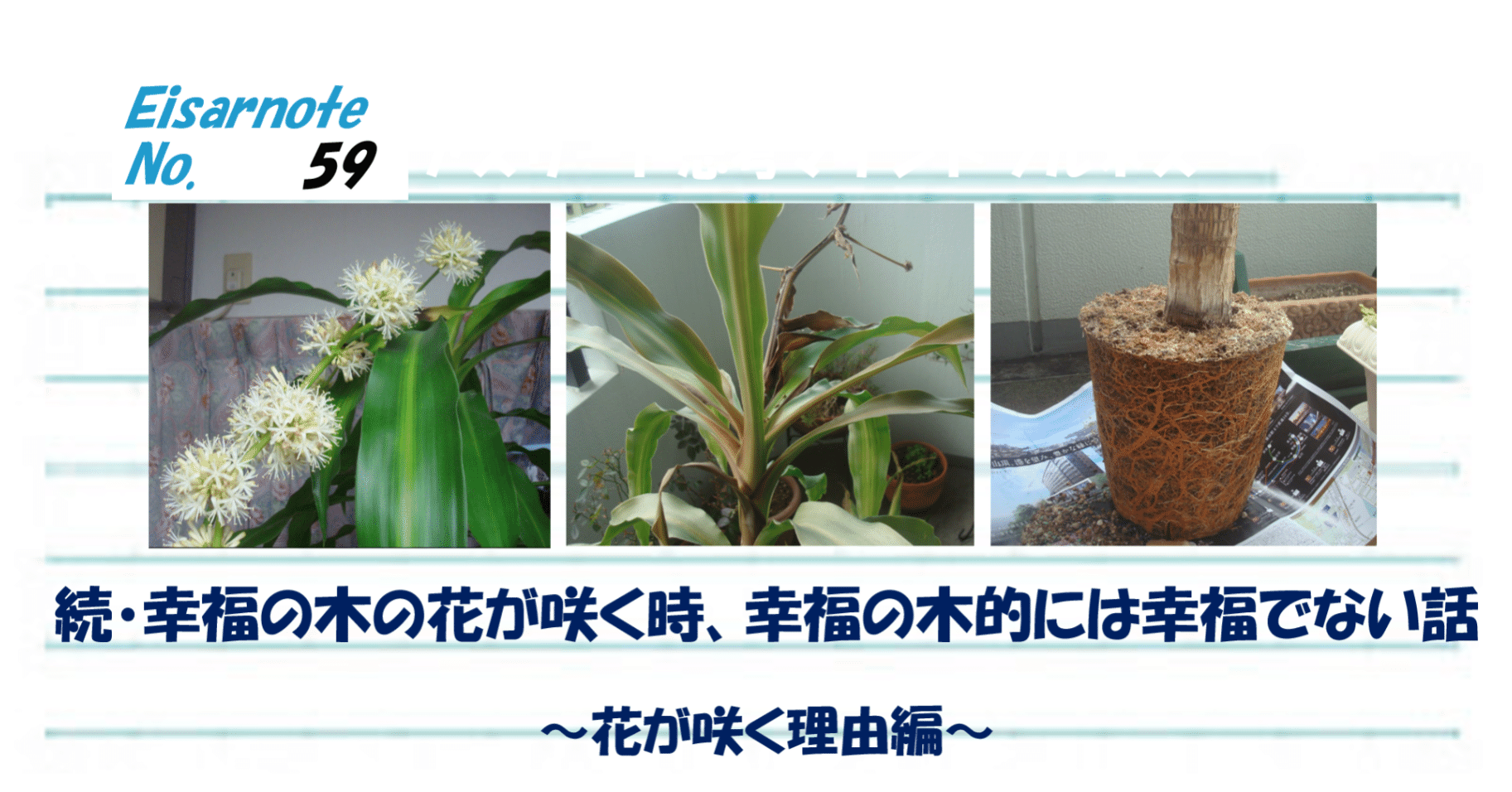 続 幸福の木の花が咲く時 幸福の木的には幸福でない話 花が咲く理由編 伊達 英紗 Date Eisa Note