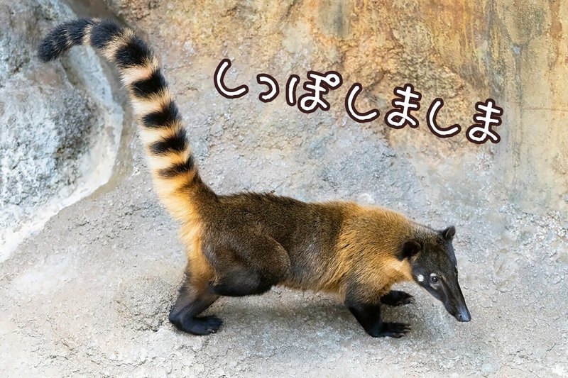 アカハナグマ どうぶつzoo館 動物写真 Note アカハナグマ どうぶつzoo館 動物写真 Note