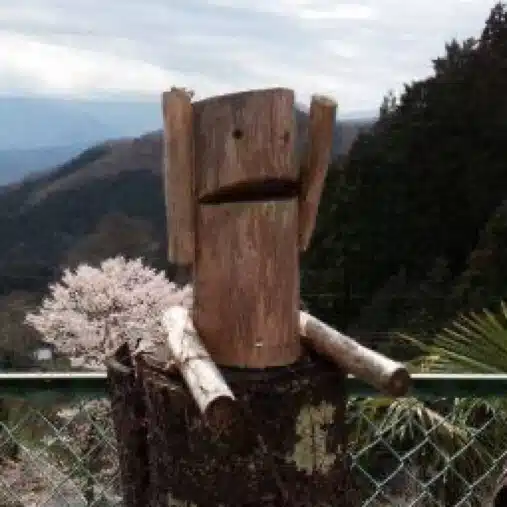 紫恋　咲
