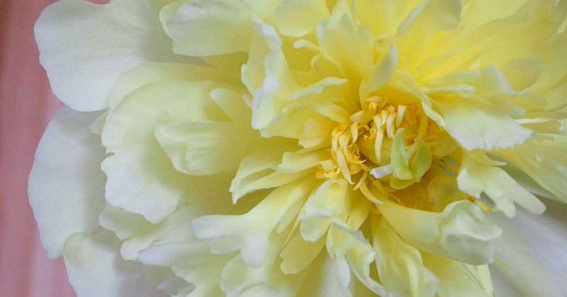 芍薬 シャクヤク のように Tafra 生田 愛佳 Note