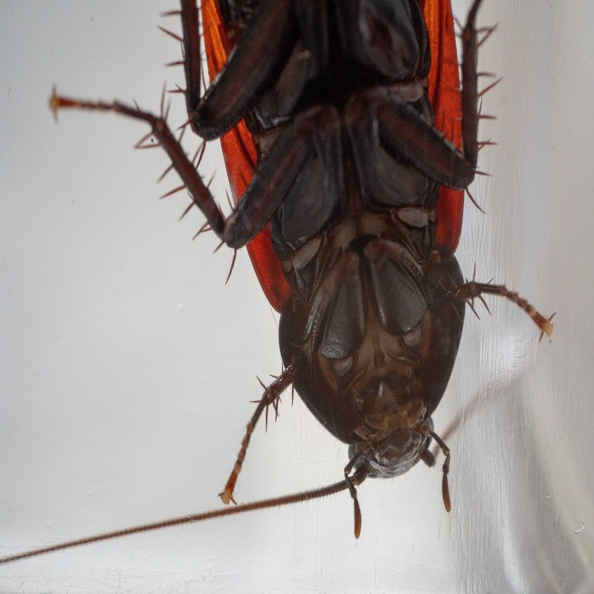 自由研究にゴキブリで標本を作ってみた 閲覧注意 Yoshiyuki Murakami Note