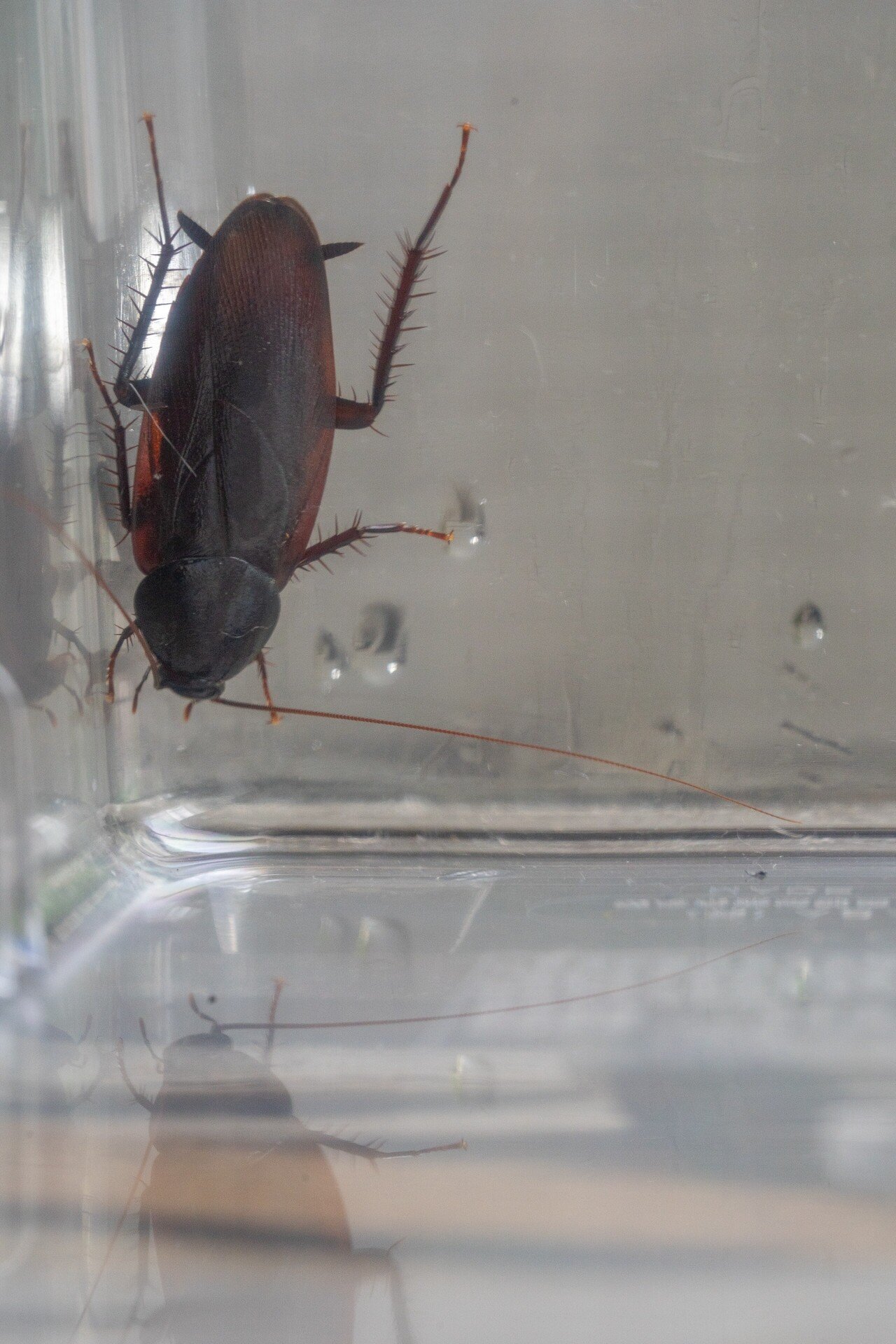 自由研究にゴキブリで標本を作ってみた【閲覧注意】｜Yoshiyuki_Murakami