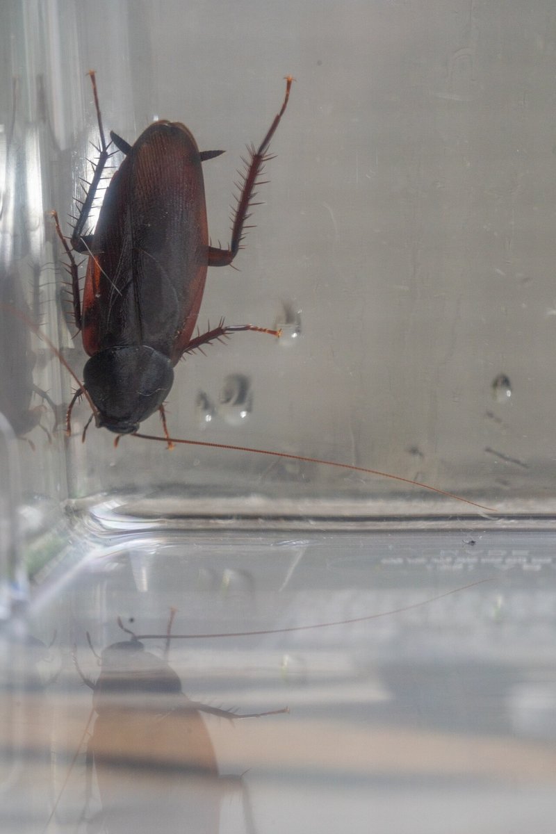 自由研究にゴキブリで標本を作ってみた 閲覧注意 Yoshiyuki Murakami Note