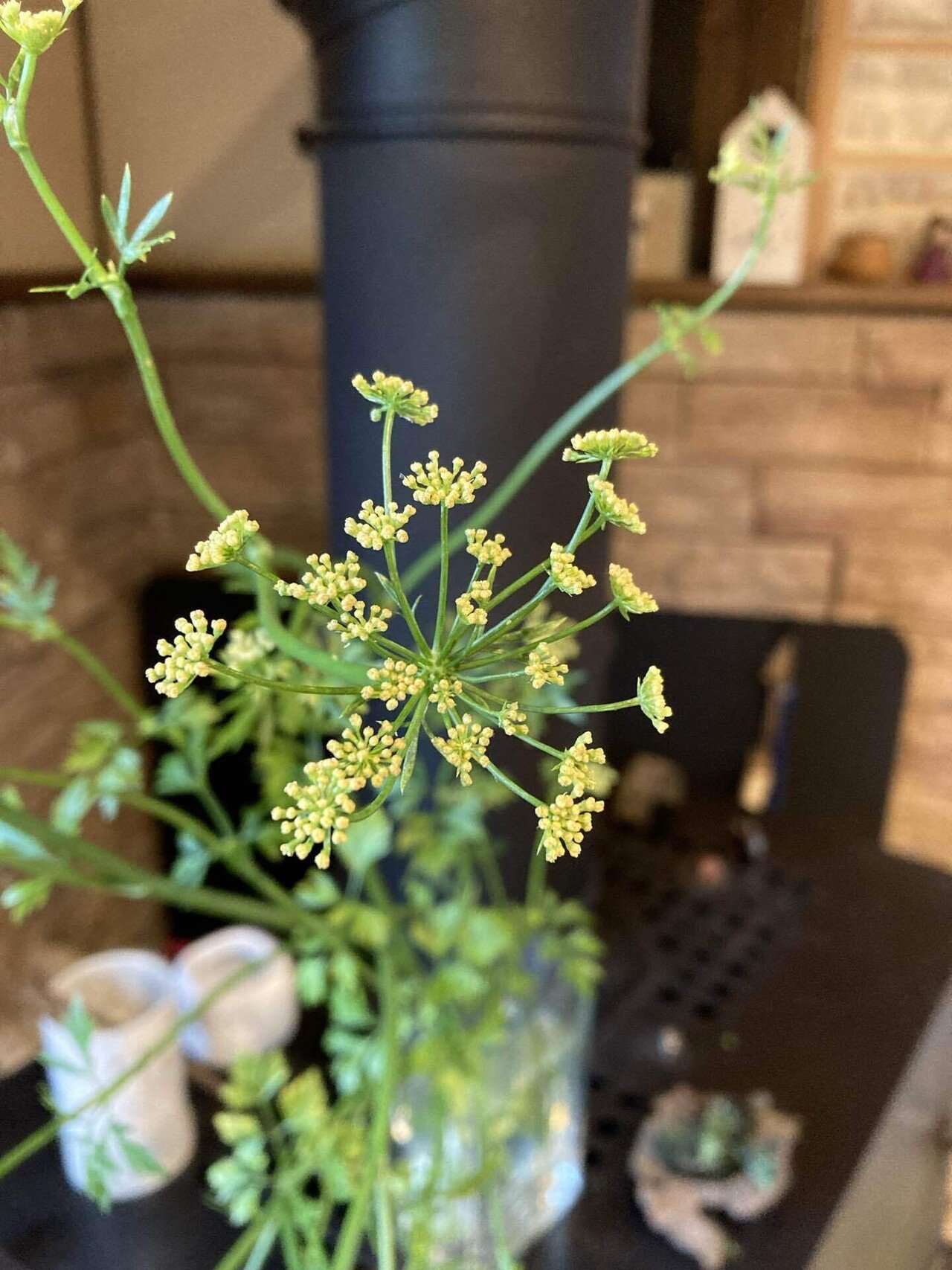 同居人 かわいい パセリの花 庭のパセリがワサワサしてきたので 剪定がてら花瓶に 芸術的でしょ と自分の花瓶に生けた様をさして言ったら 一番小さい同居人に 芸術的じゃなくて芸術でしょ Simakirin Note