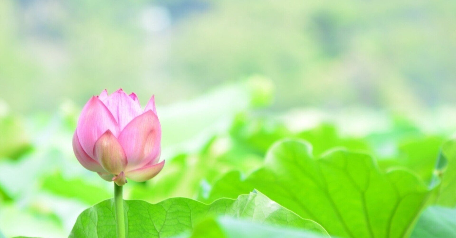 柳美里 ｊｒ上野駅公園口 を再読する 水石鉄二 Note