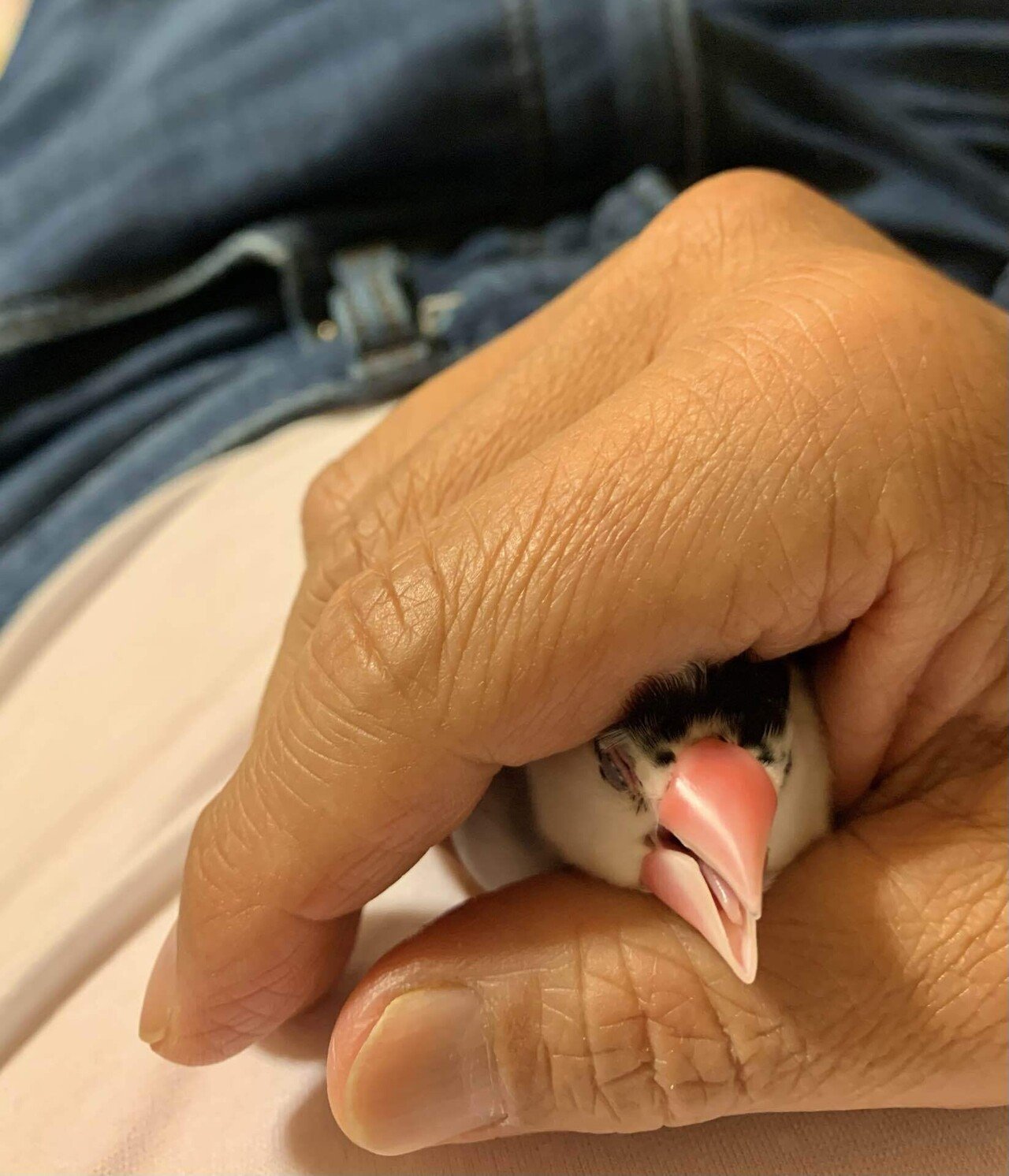 ぽっぽちゃん 今日も元気です ミクジ Note