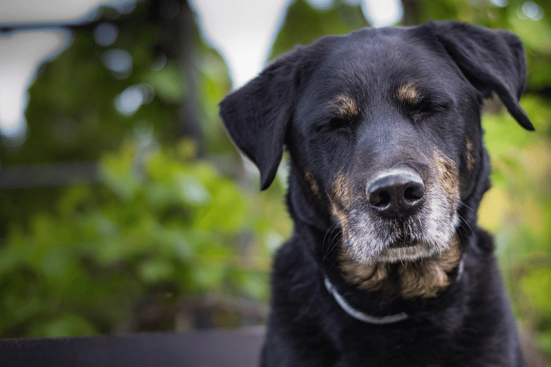 犬　黒　疲労