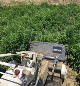 The battle against weeds is fierce, but weed science is fascinating ...