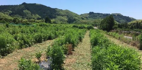 The battle against weeds is fierce, but weed science is fascinating ...