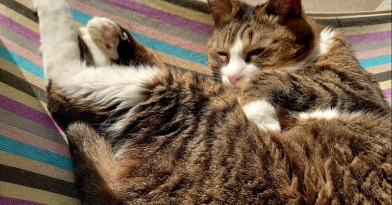 猫のブンちゃん の新着タグ記事一覧 Note つくる つながる とどける 猫のブンちゃん の新着タグ記事一覧 Note つくる つながる とどける