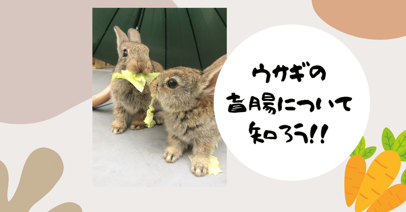 うんちを食べてる うさぎの盲腸便について知ろう うさぎの杜の学校 仮校舎 Note うんちを食べてる うさぎの盲腸便について知ろう うさぎの杜の学校 仮校舎 Note