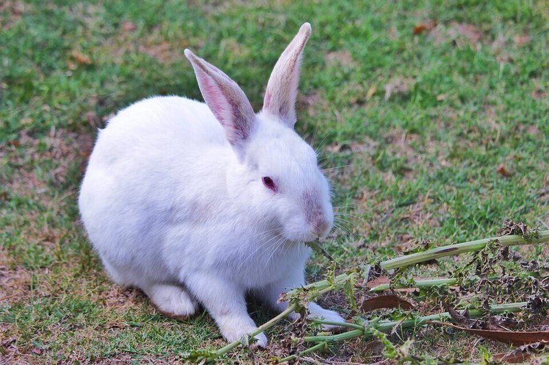 うさぎにかかりやすい ソアホック はどんな病気 治療と対策法は うさぎの杜の学校 仮校舎 Note