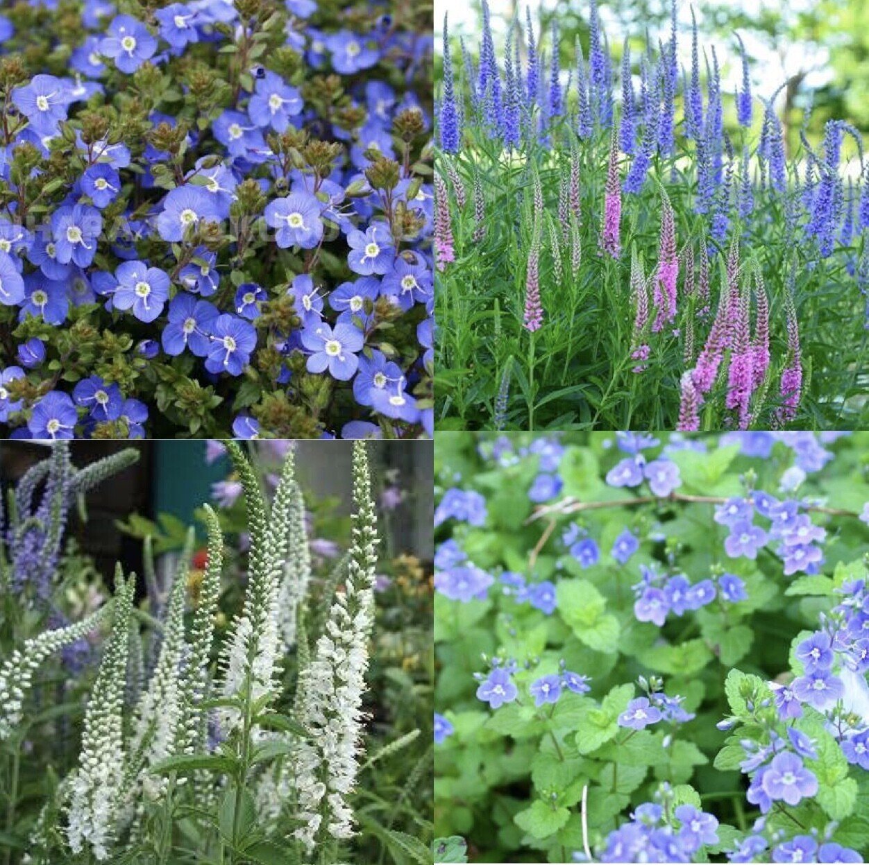 今日の花 21 6 ベロニカ Speedwell オオバコ科 6月 10月 花言葉 忠実 名誉 関連の名言 人生最高の幸福は富でも名誉でもなく自分のしたいことを見つけ取り組むこと 皆それ だー Note 今日の花 21 6 ベロニカ Speedwell オオバコ科 6月 10月 花言葉 忠実 名誉 関連の名言 人生最高の幸福は富でも名誉でもなく自分のしたいことを見つけ取り組むこと 皆それ だー Note