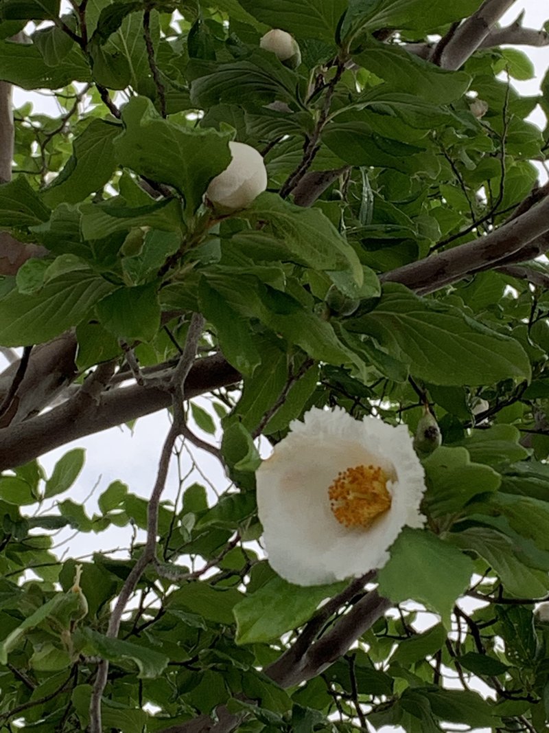 シャラの花 の新着タグ記事一覧 Note つくる つながる とどける シャラの花 の新着タグ記事一覧 Note つくる つながる とどける