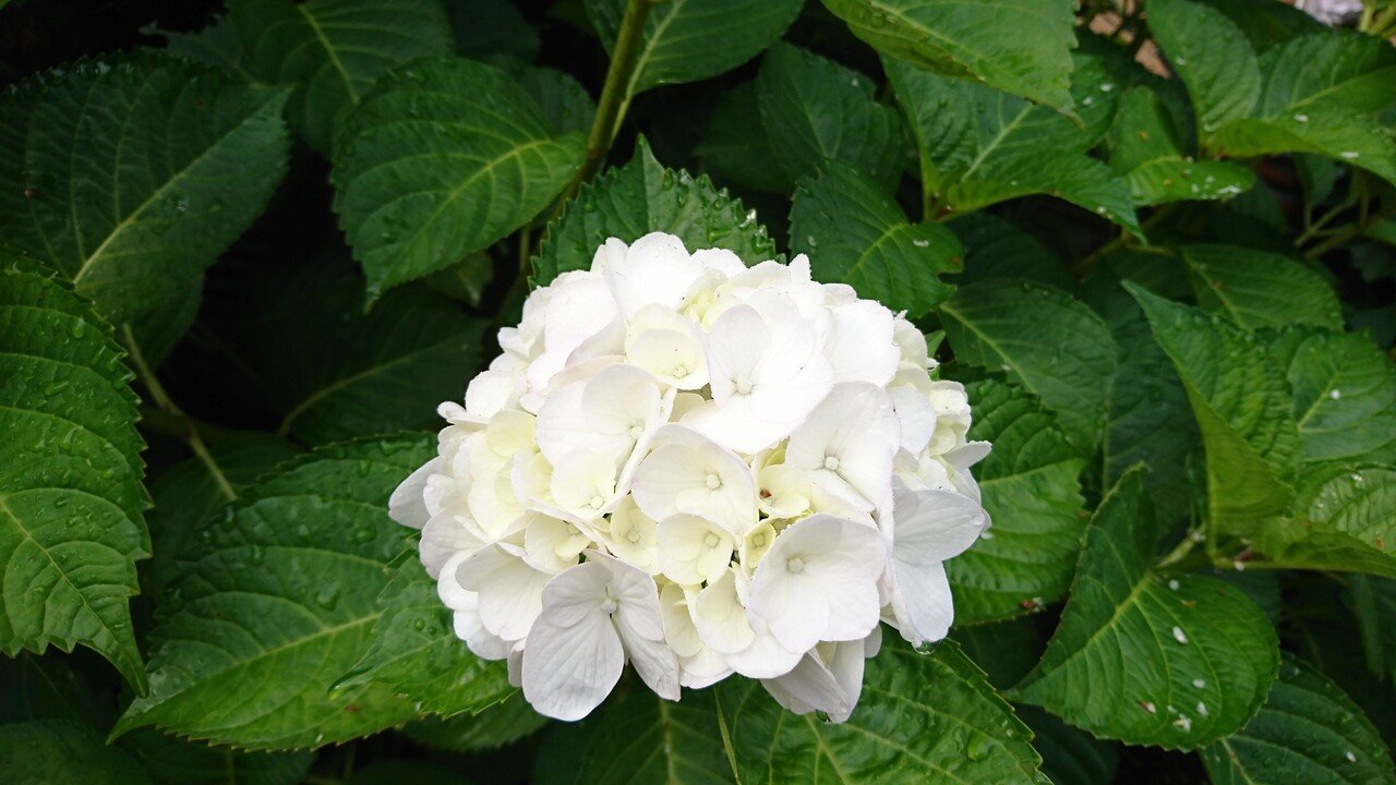 白い紫陽花 花言葉は 寛容 とのこと エク Note