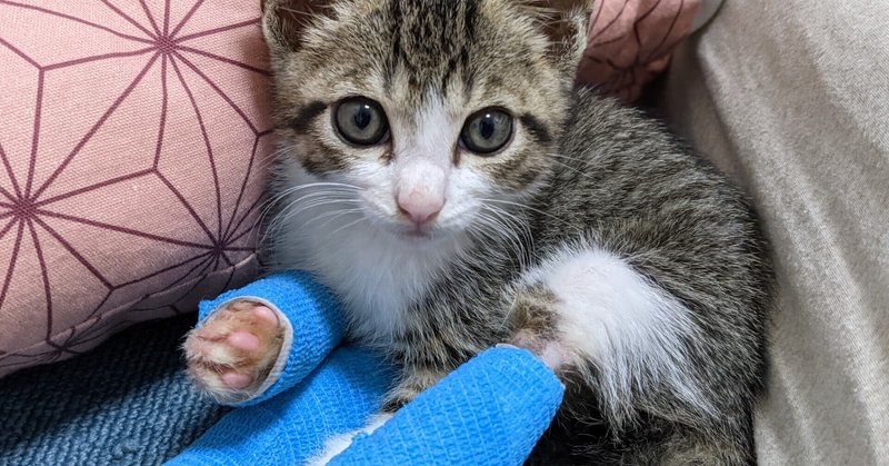 怪我した猫 の新着タグ記事一覧 Note つくる つながる とどける 怪我した猫 の新着タグ記事一覧 Note つくる つながる とどける