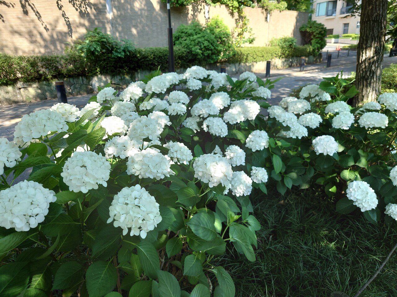 21年版 あじさい狩り 6月までに集めたもの特集 Yukihiro Note