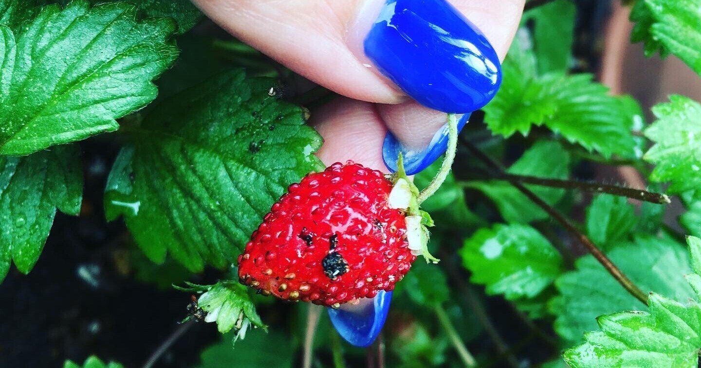 梅雨カビ ヒソップ マーシュマロウ 苺 魔女暮らし日記 6 21 黒猫魔術店 魔女 蜜猫 Note 梅雨カビ ヒソップ マーシュマロウ 苺 魔女暮らし日記 6 21 黒猫魔術店 魔女 蜜猫 Note