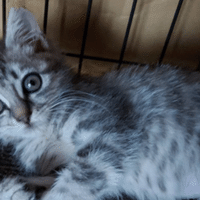 猫の堕胎 中絶 ナカタ アサミ Note