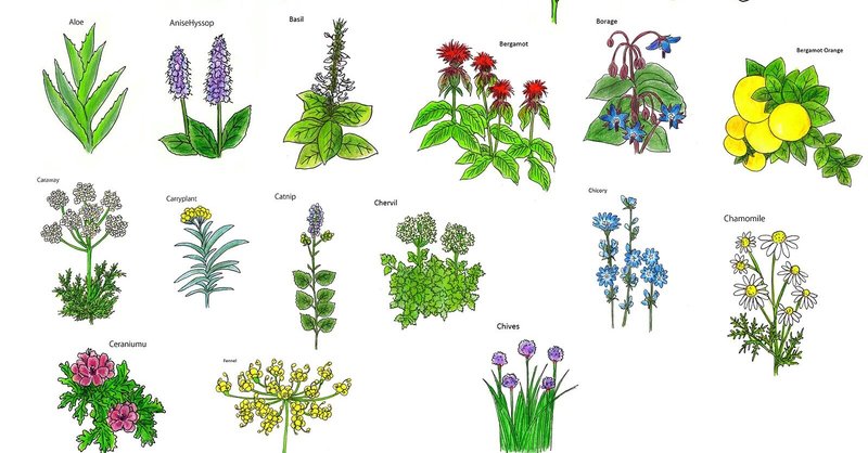 虫よけハーブ の新着タグ記事一覧 Note つくる つながる とどける