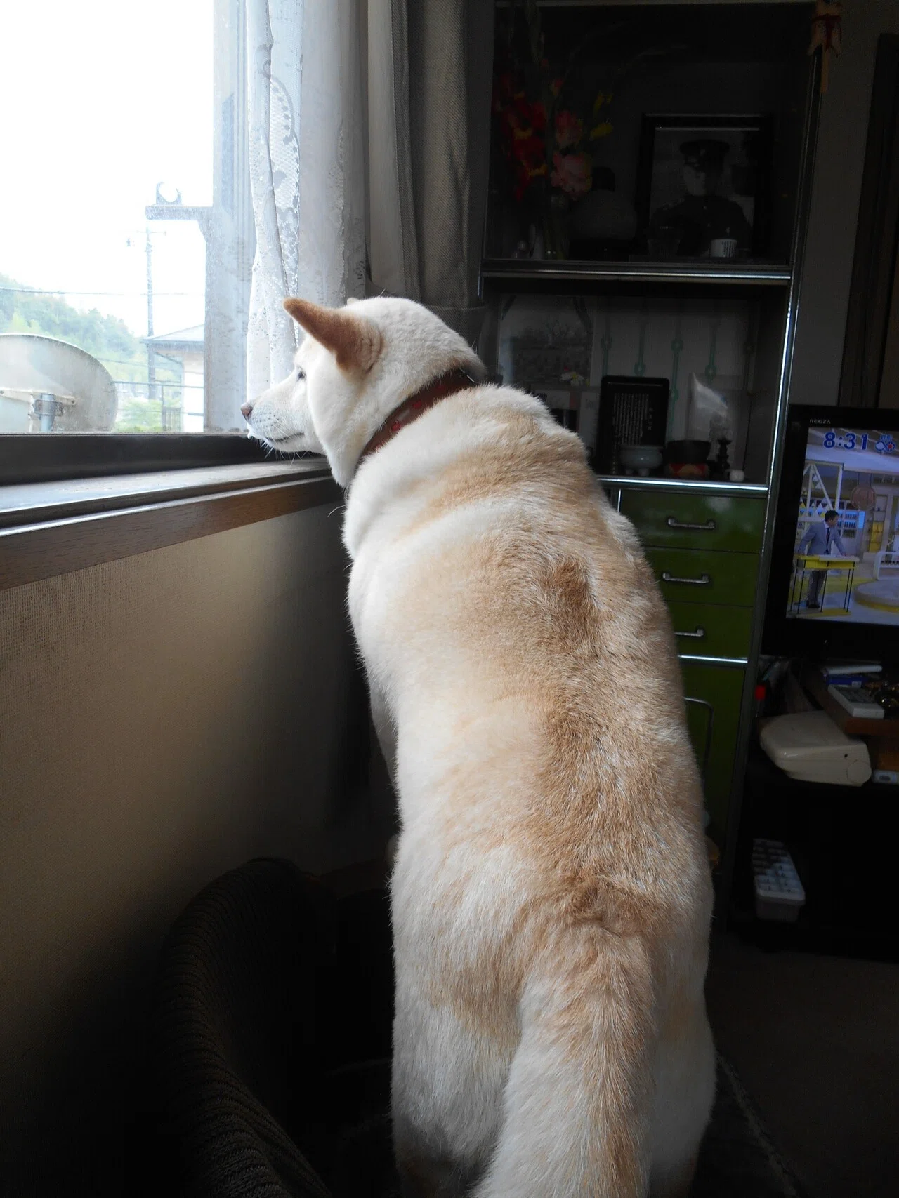 パールです 忠犬コロの実話がt Vであったけど 悲しかったの 小さいご主人をいつも送り迎えしてたのに あるとき電車内で車掌さんに追われて行方不明に それから45年後に17年間も毎日ご主人を探して 鳩崎本郷 Note