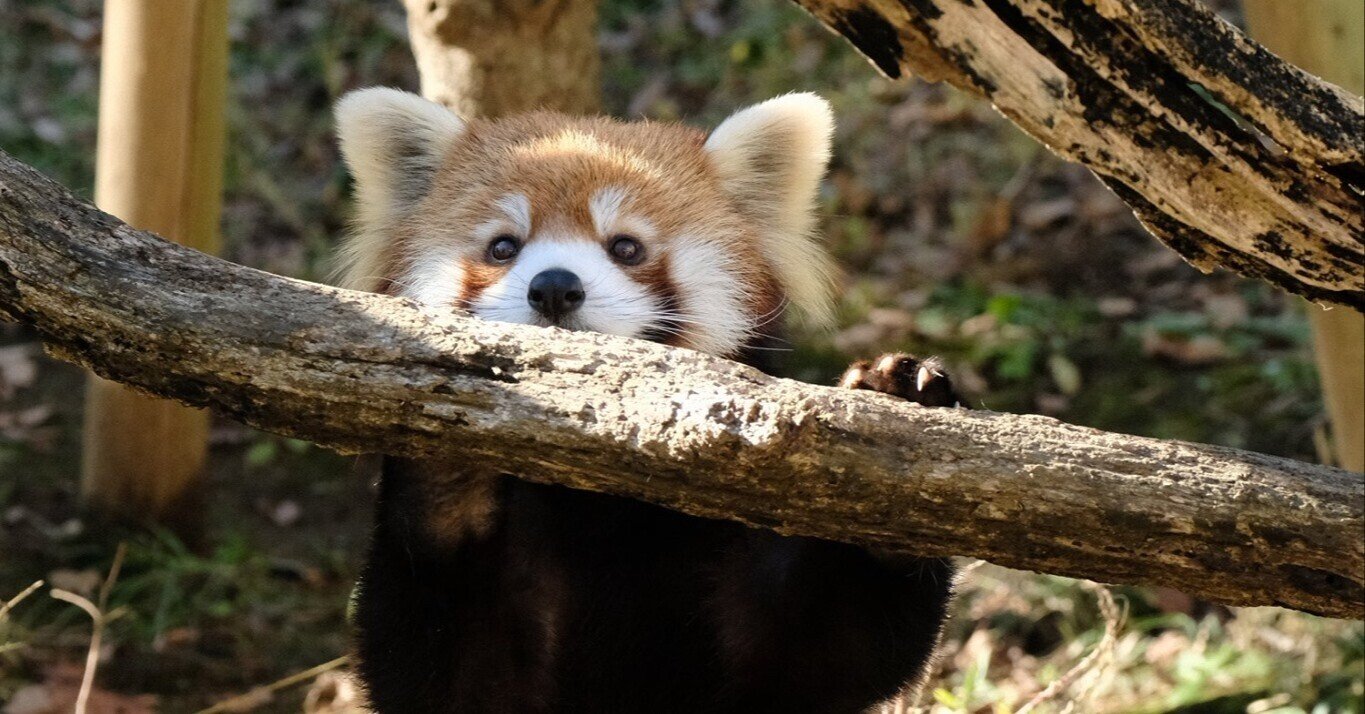 パンダの名前の由来 竹を食べるもの ぱーと2 ふもと Note パンダの名前の由来 竹を食べるもの ぱーと2 ふもと Note