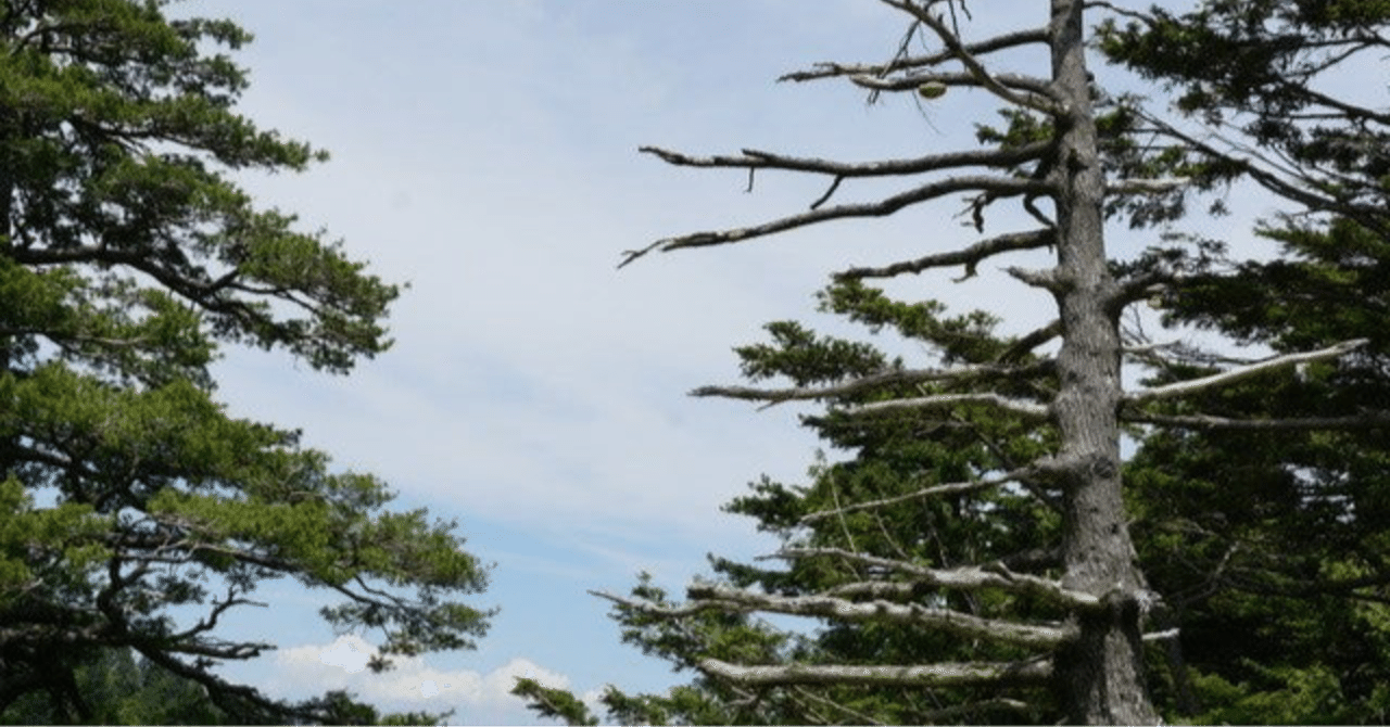 松の種類 五葉松 Shinmr Note 松の種類 五葉松 Shinmr Note